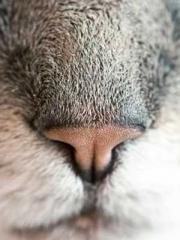 Lin Feng Lin Yun Yao Lin Feng Lin Yun Yao