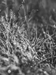 The Legend of the Dr