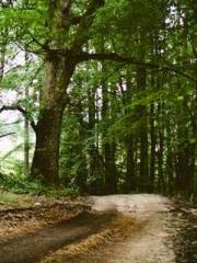 Item Yunfeng Item Yunfeng