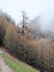 Su He Huo Chen Xi Fu