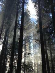 lt;divgt;The Divine lt;divgt;The Divine