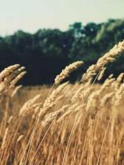 My Sweet Wife: The C