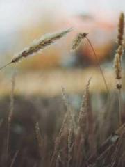 Grave Robbing: Openi