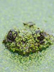 lt;Heavenly Fire Dyn lt;Heavenly Fire Dyn