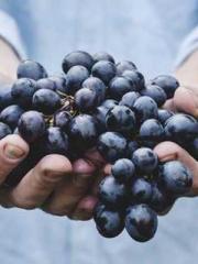 Bodhisattva of Compa