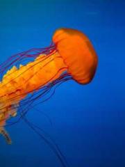 The ambiguous and sw The ambiguous and sw