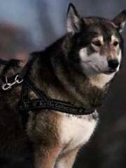 lt;lt;The Trash Husb