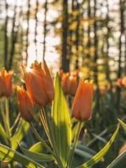 Shen Ning Ran Bao Ji