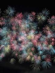 Phoenix Palms the Ni Phoenix Palms the Ni