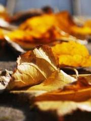 The Rebirth of a Phy