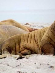 After the Divorce, I