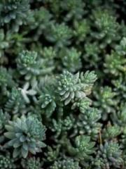 Peninsula Asteroid l Peninsula Asteroid l